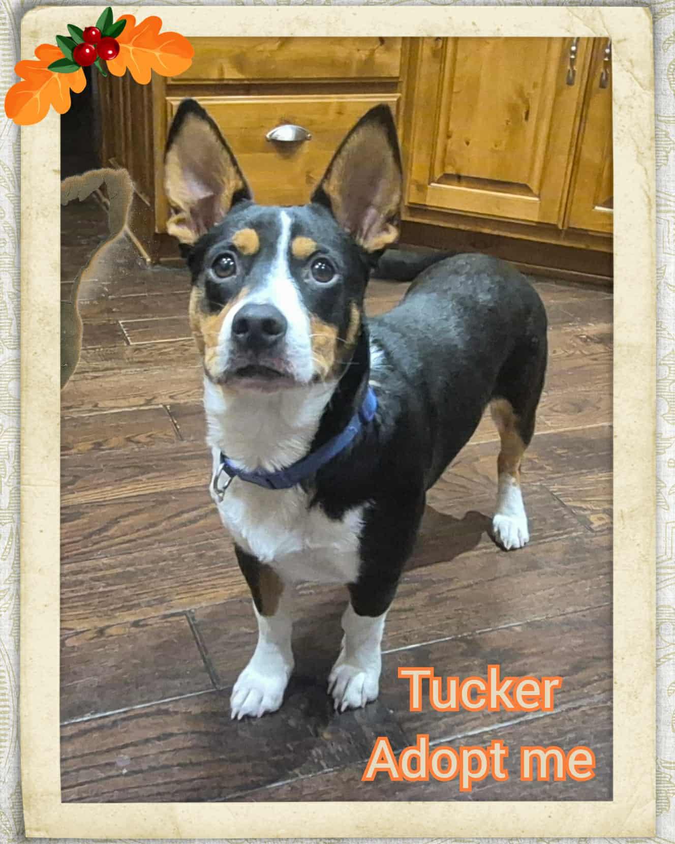 Tucker