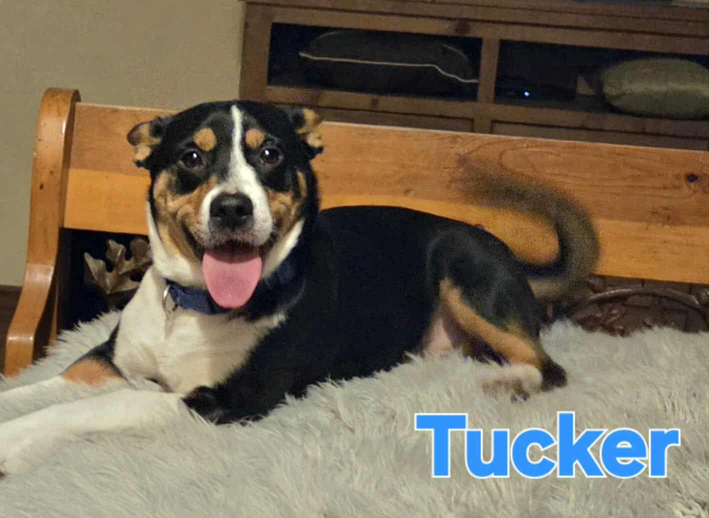 Tucker