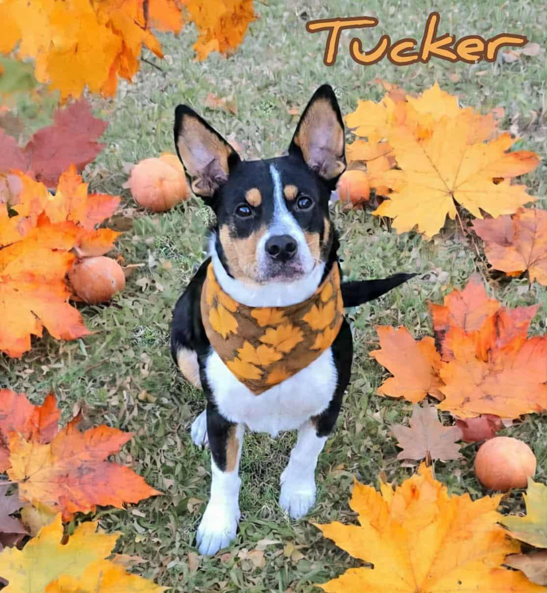 Tucker