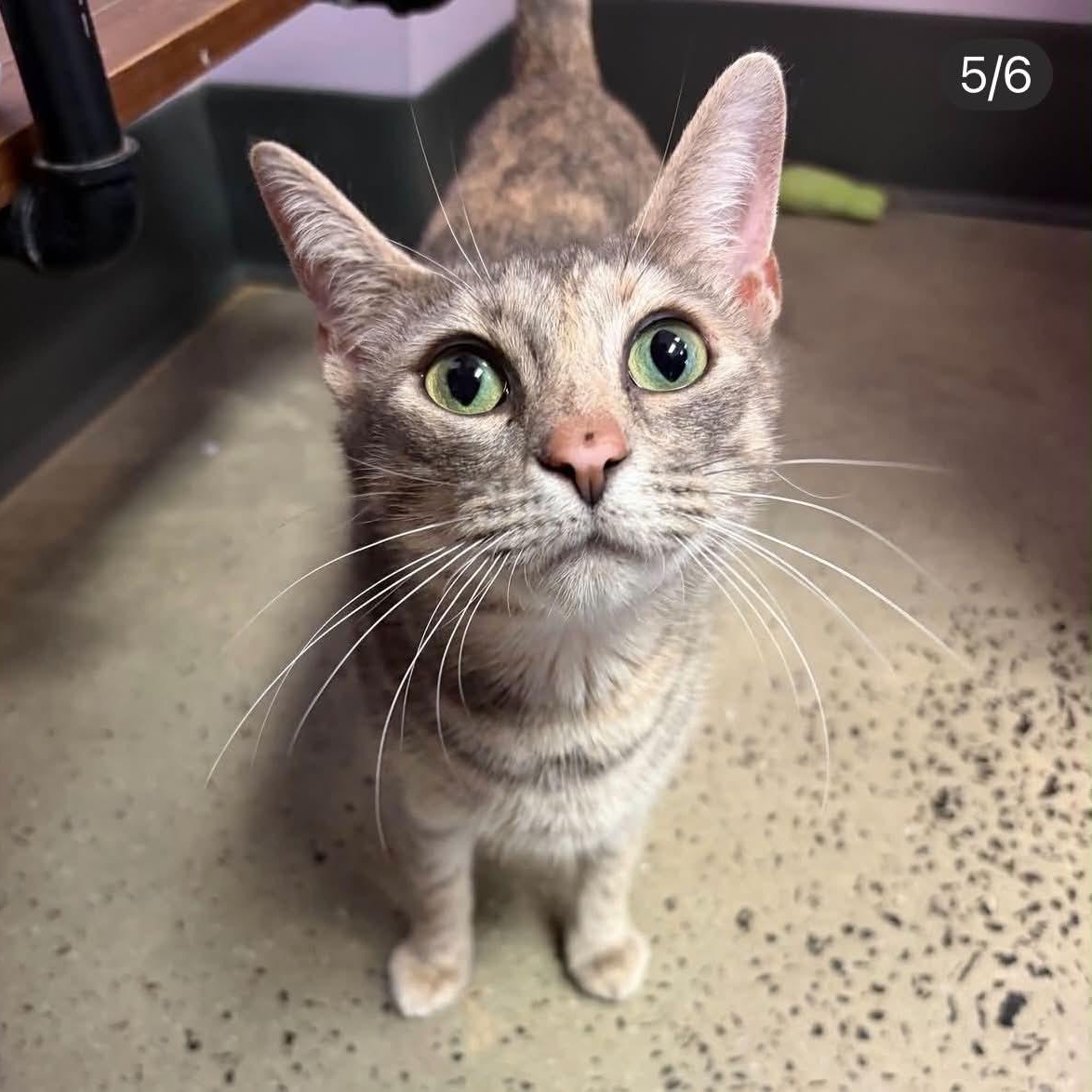 Leila, ADOPTABLE, Young Female American Shorthair.