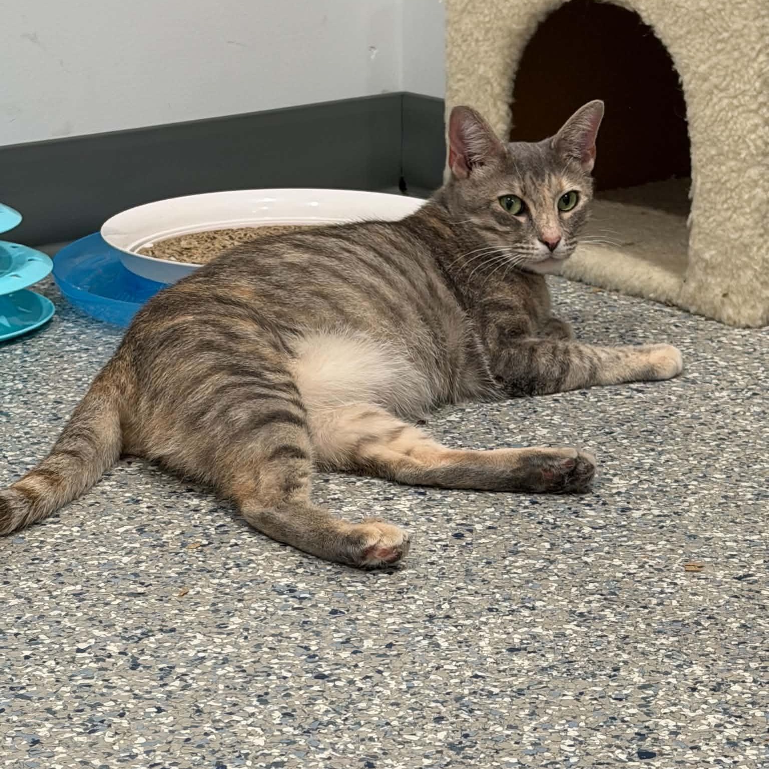 Leila, Adoptable, Young Female American Shorthair.