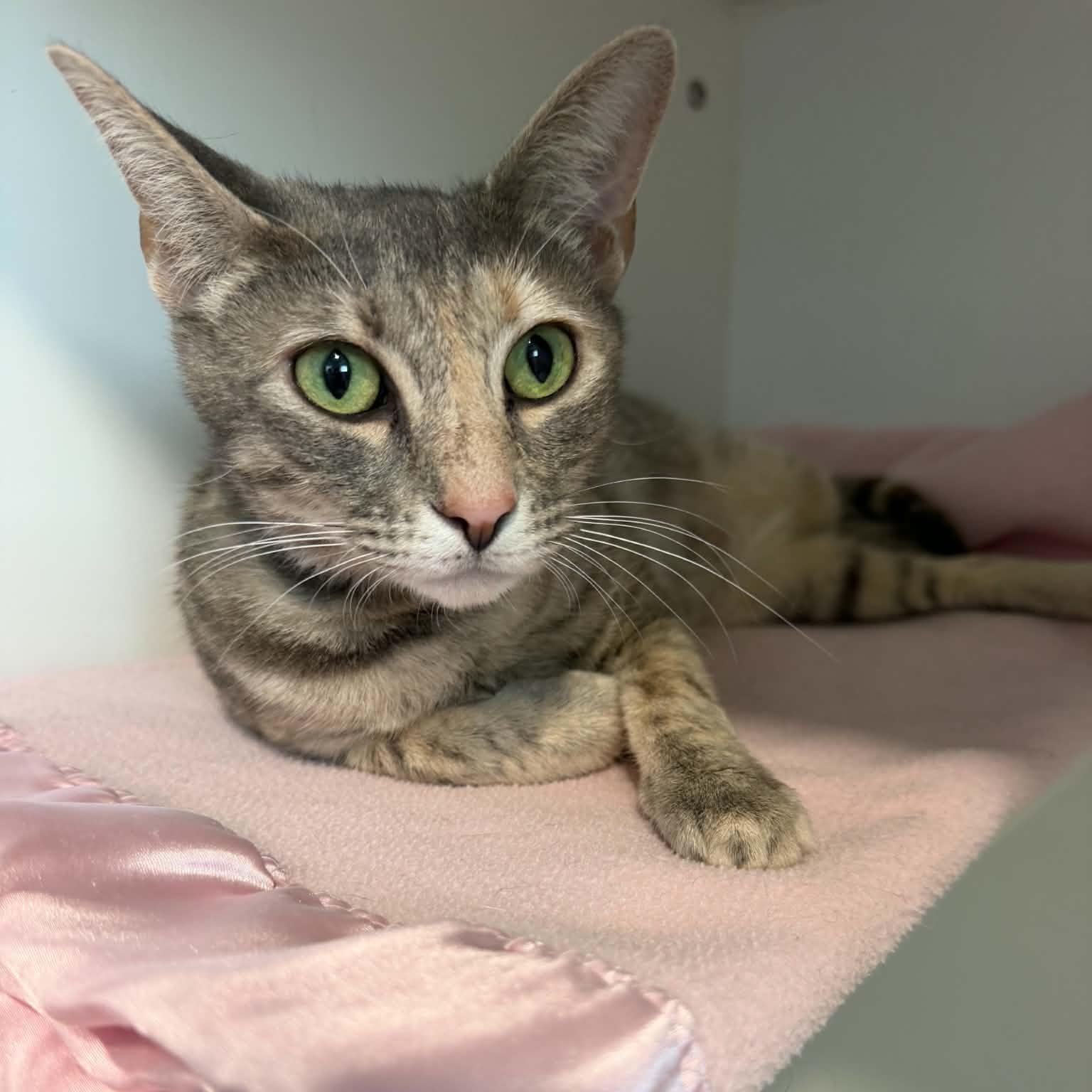 Leila, a ADOPTABLE American Shorthair in Danbury, CT image 4/4