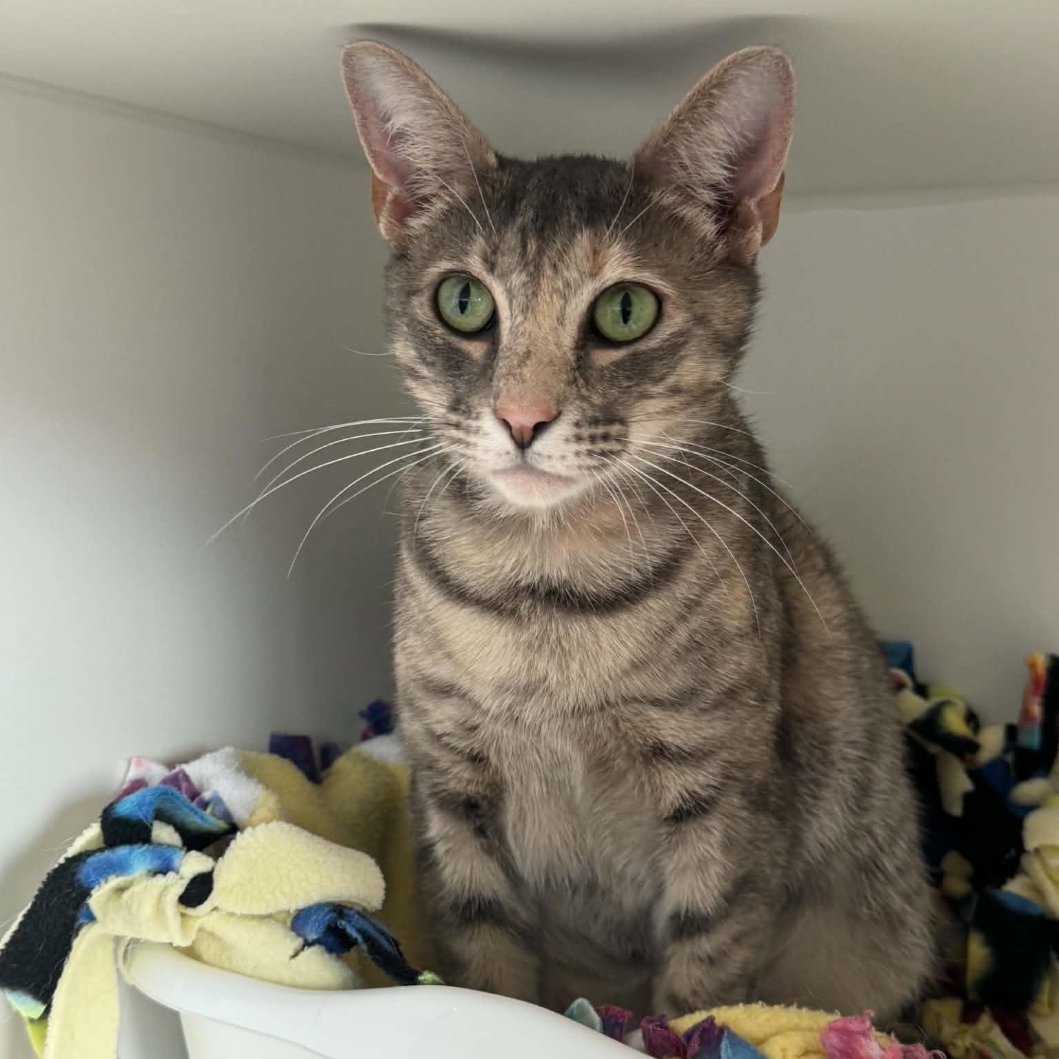 Leila, a ADOPTABLE American Shorthair in Danbury, CT image 3/4