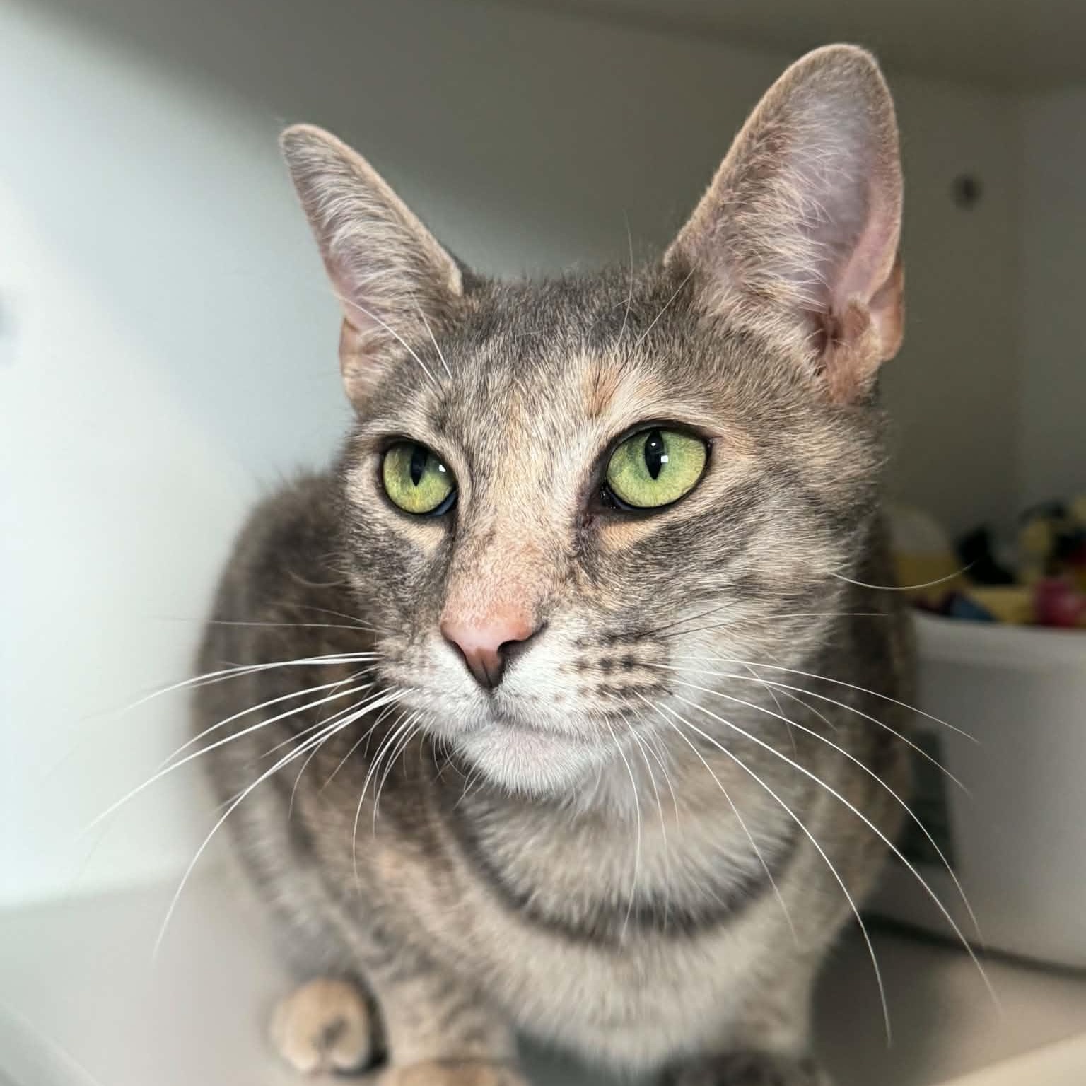Leila, a ADOPTABLE American Shorthair in Danbury, CT image 2/4