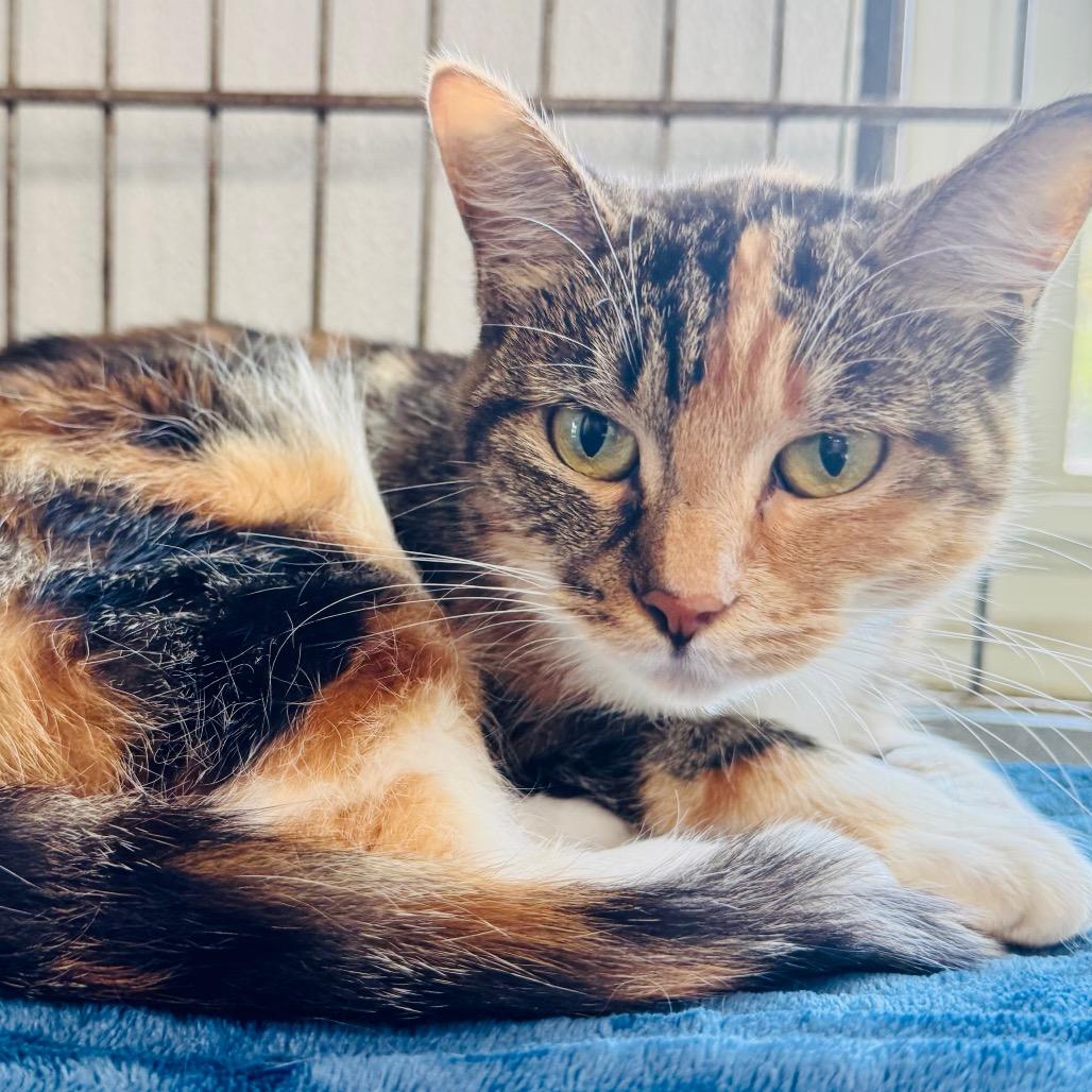 Cali, Adoptable, Young Female Domestic Short Hair.