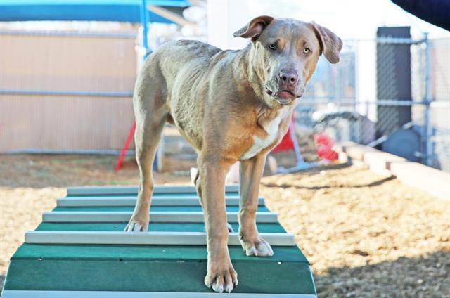 RED, Adoptable, Young Male Labrador Retriever & Pit Bull Terrier.