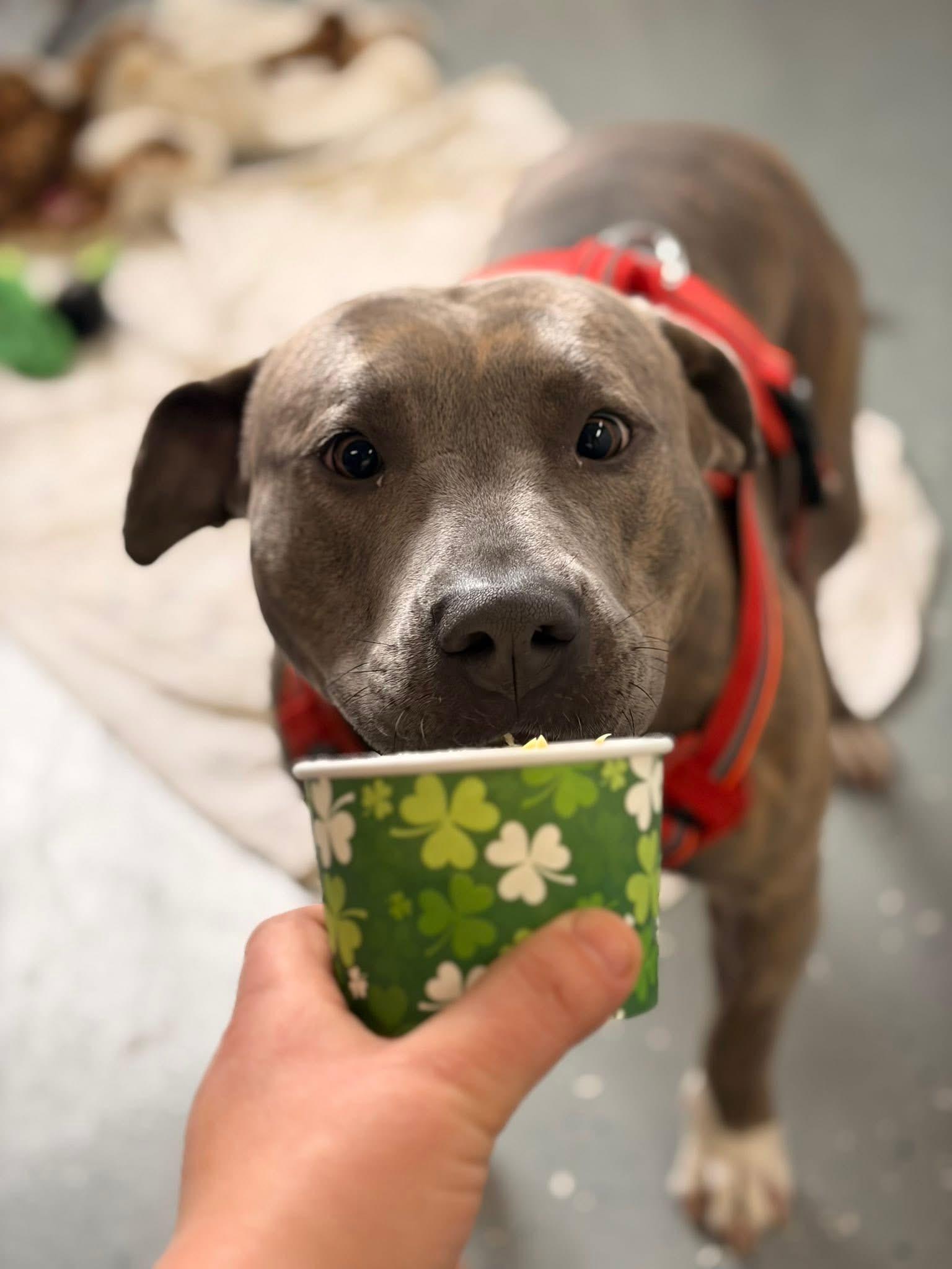 Enlarge Latke, a ADOPTABLE mixed breed in Oak Park, MI image 2/2