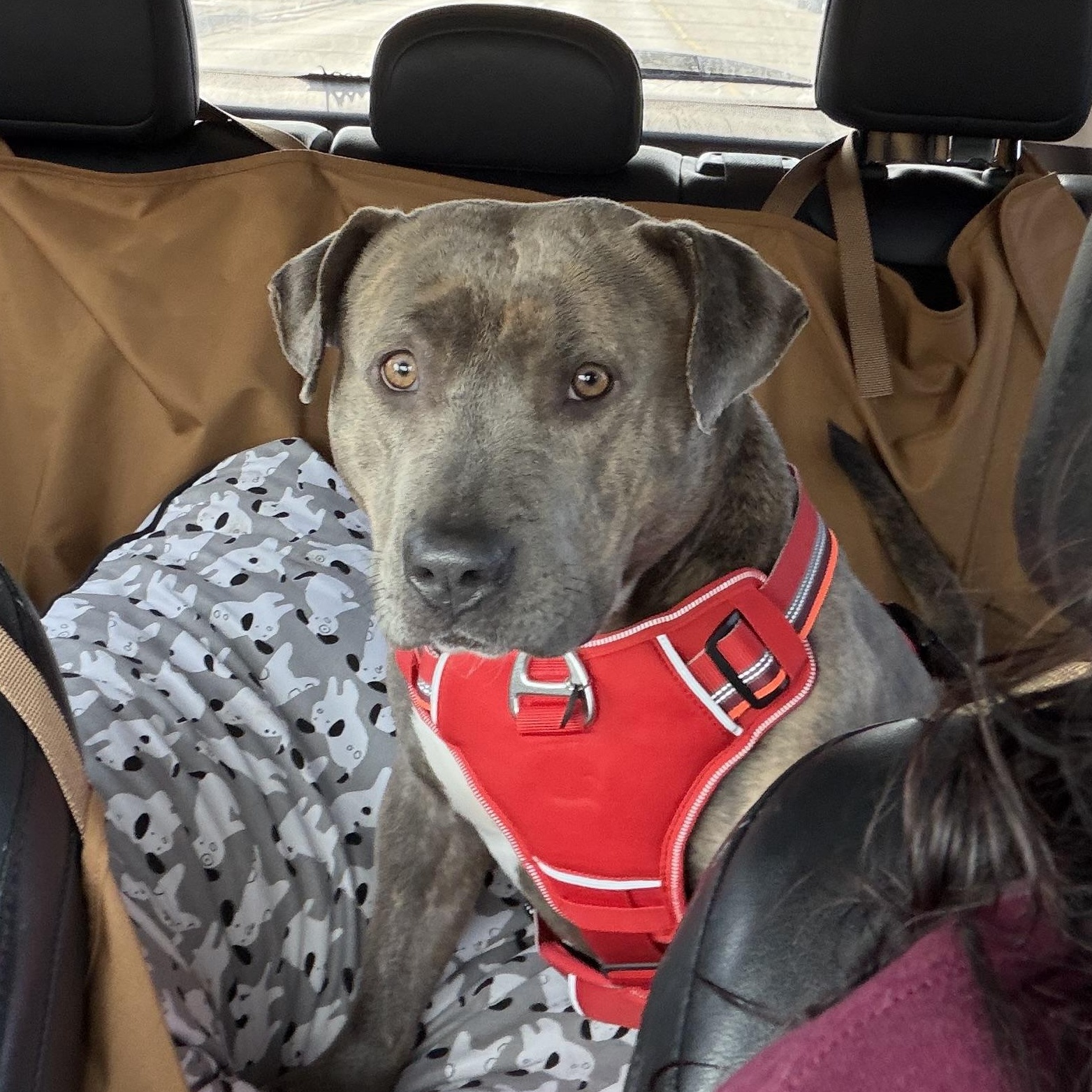 Enlarge Latke, a ADOPTABLE mixed breed in Oak Park, MI image 1/2
