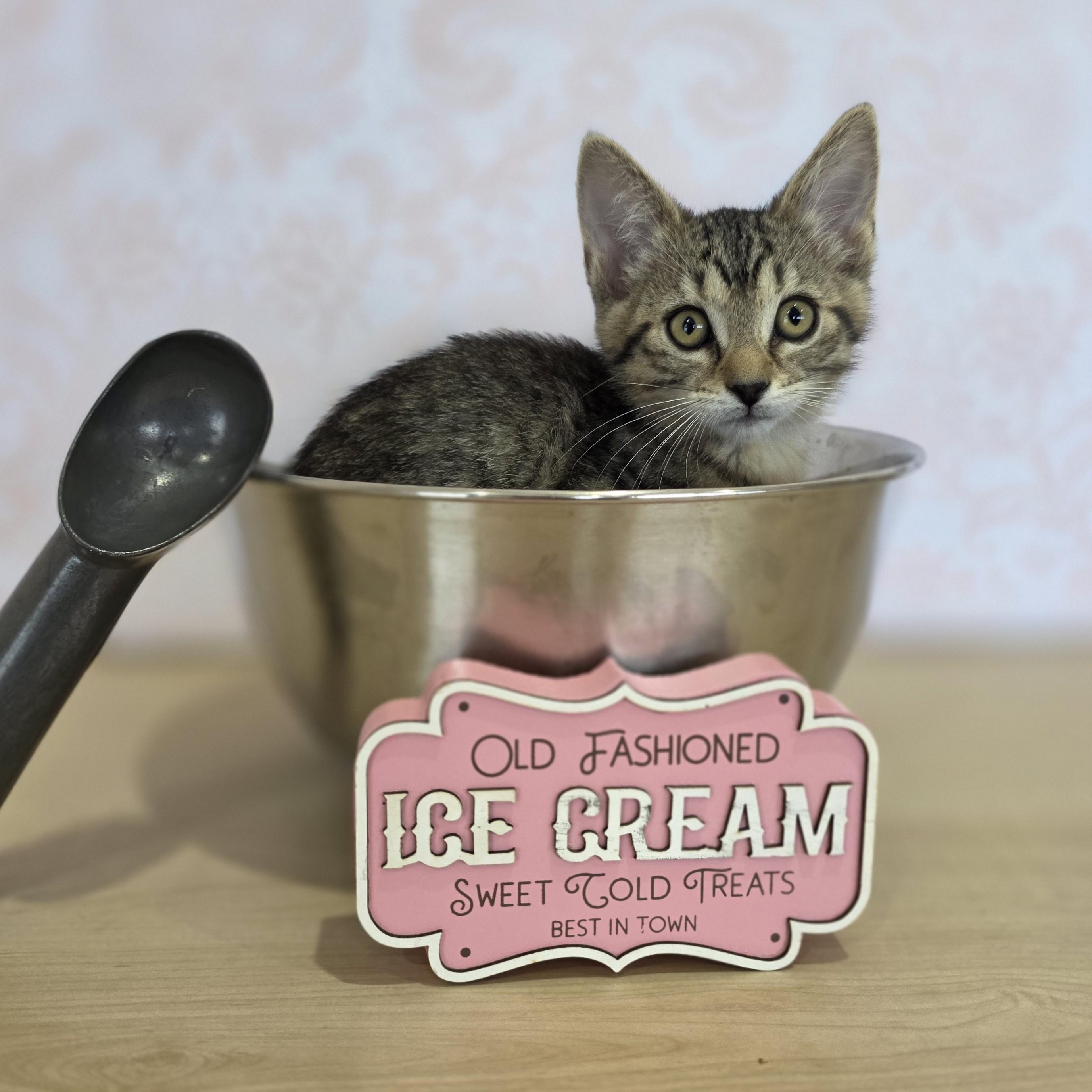 Enlarge Pistachio, a Adoptable Domestic Short Hair in Macomb Twp, MI image 2/4