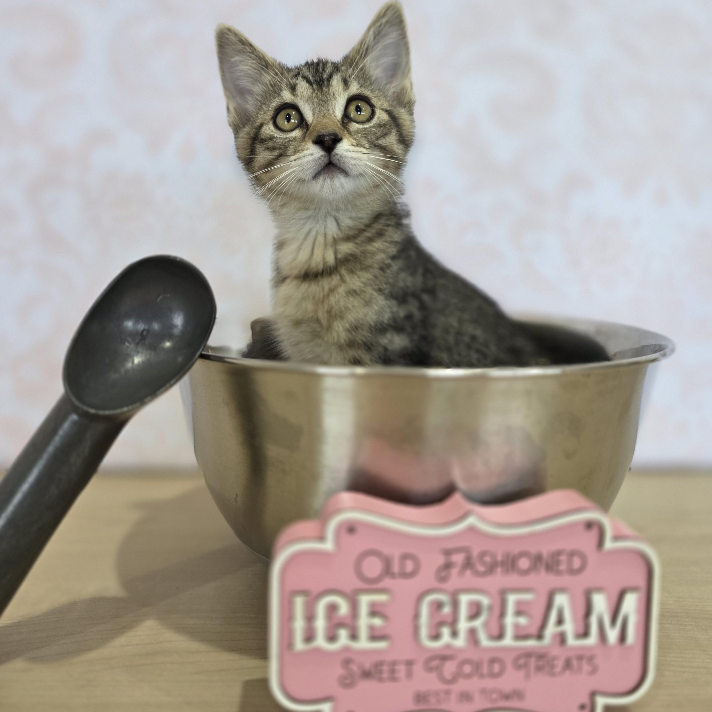 Pistachio, Adoptable, Kitten Female Domestic Short Hair.