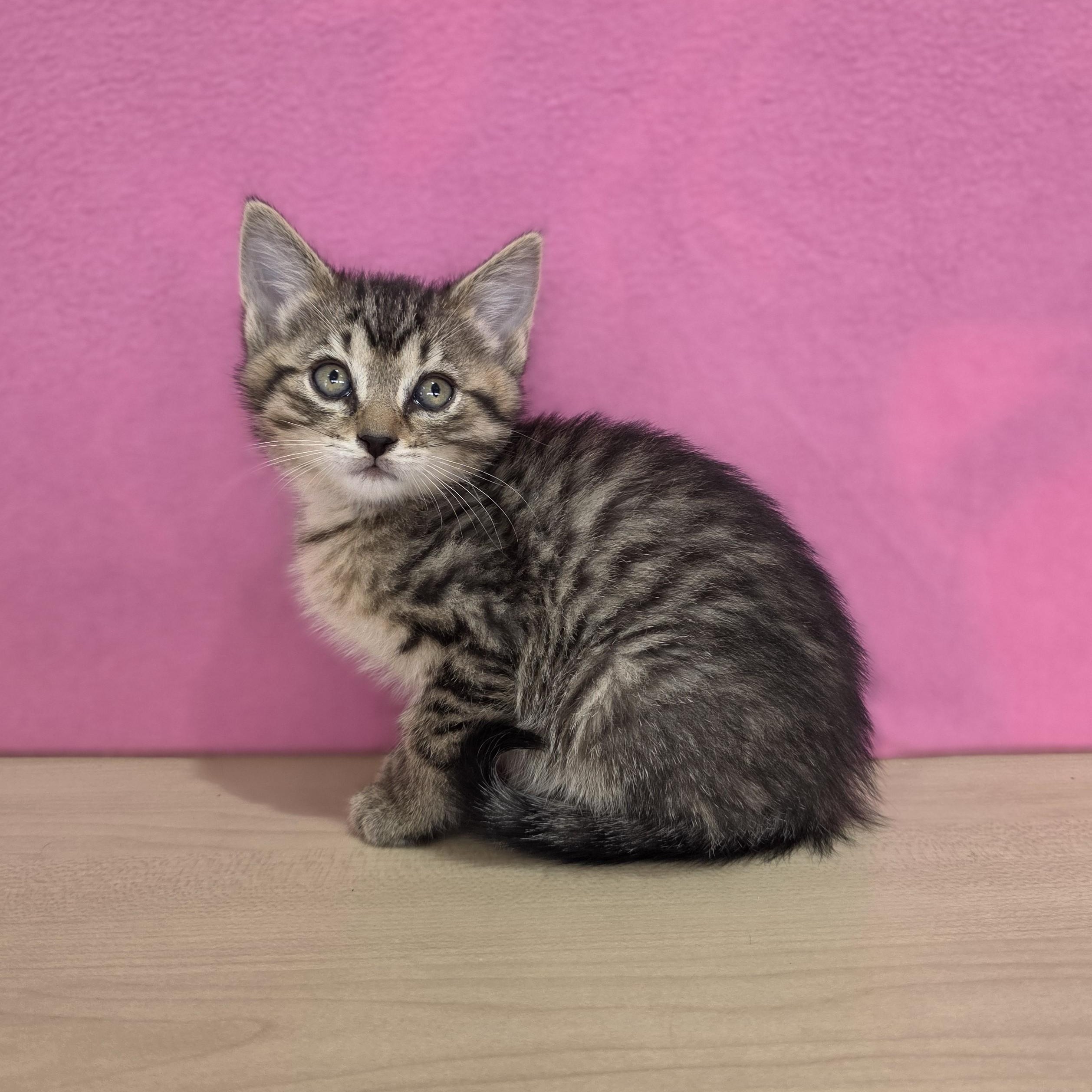 Enlarge Pistachio, a Adoptable Domestic Short Hair in Macomb Twp, MI image 3/4