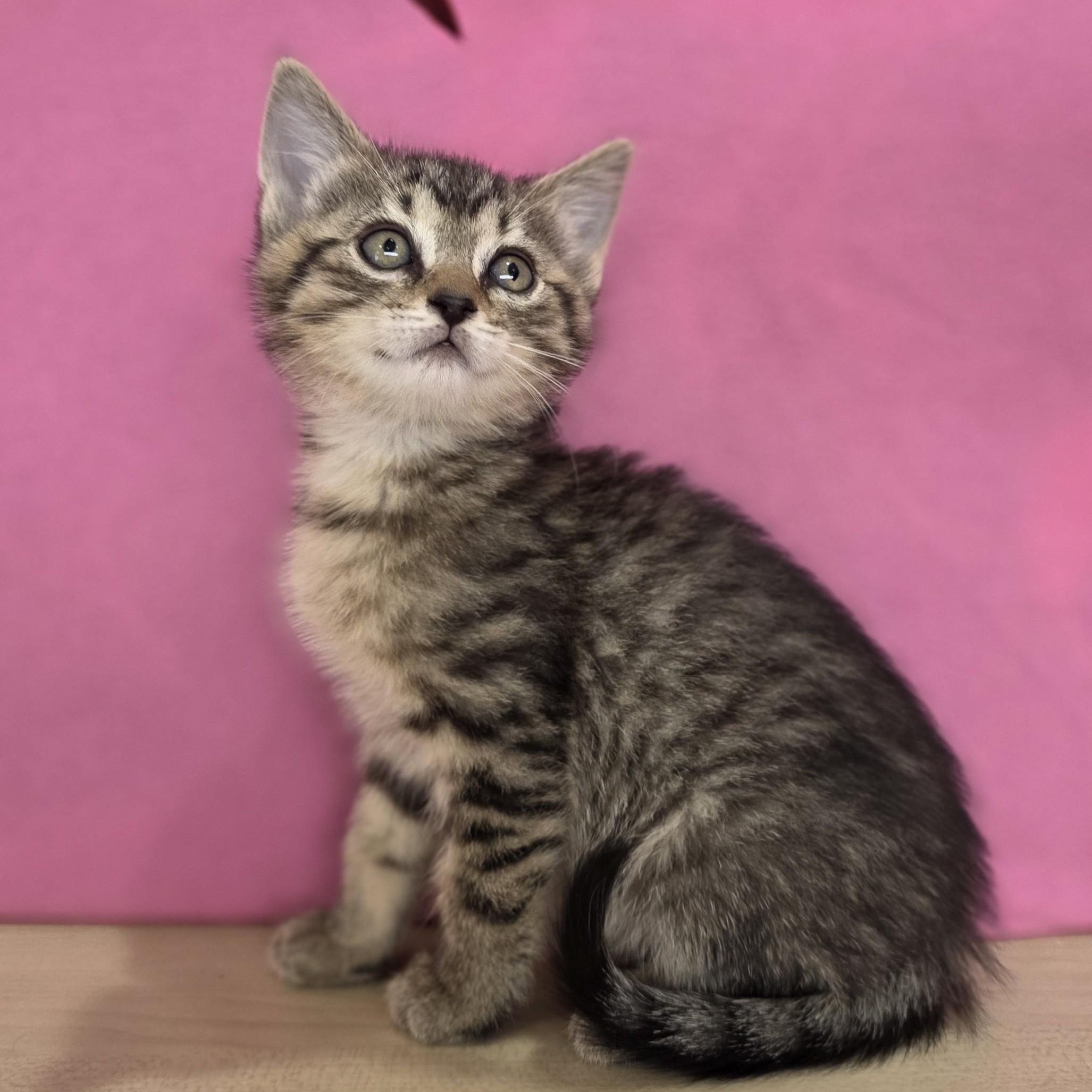 Enlarge Pistachio, a Adoptable Domestic Short Hair in Macomb Twp, MI image 4/4