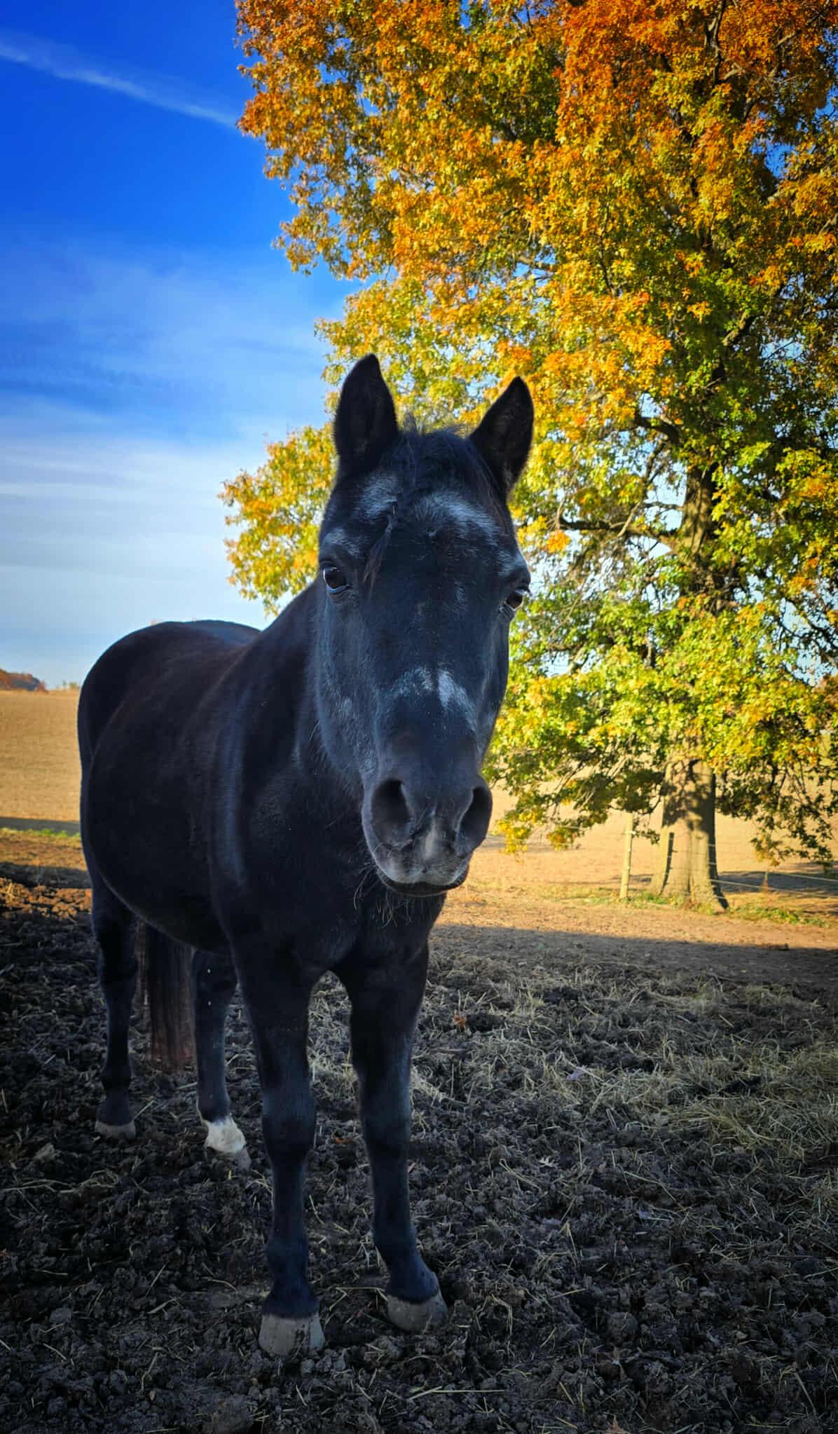 Enlarge Myhrr, a Adoptable Pony in Upper Sandusky, OH image 1/1