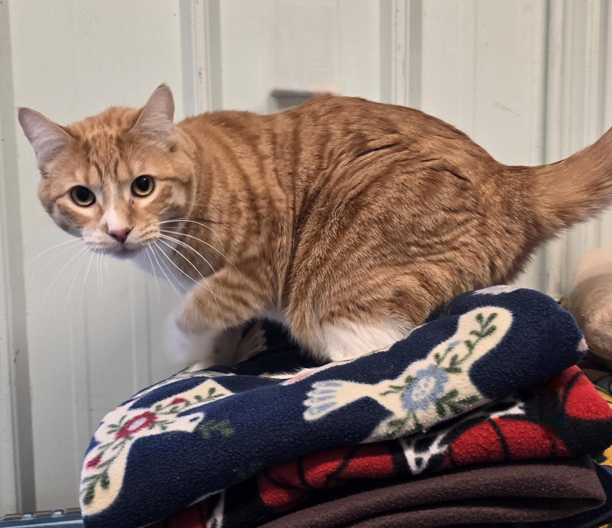 Enlarge Crook, a Adoptable mixed breed in Brainerd, MN image 1/1