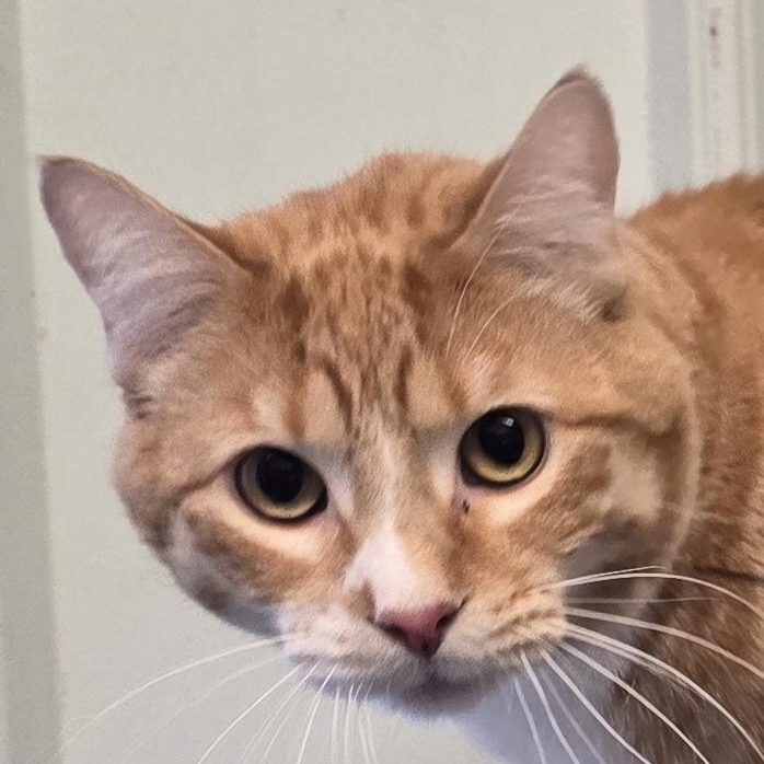 Enlarge Crook, a Adoptable mixed breed in Brainerd, MN image 1/2