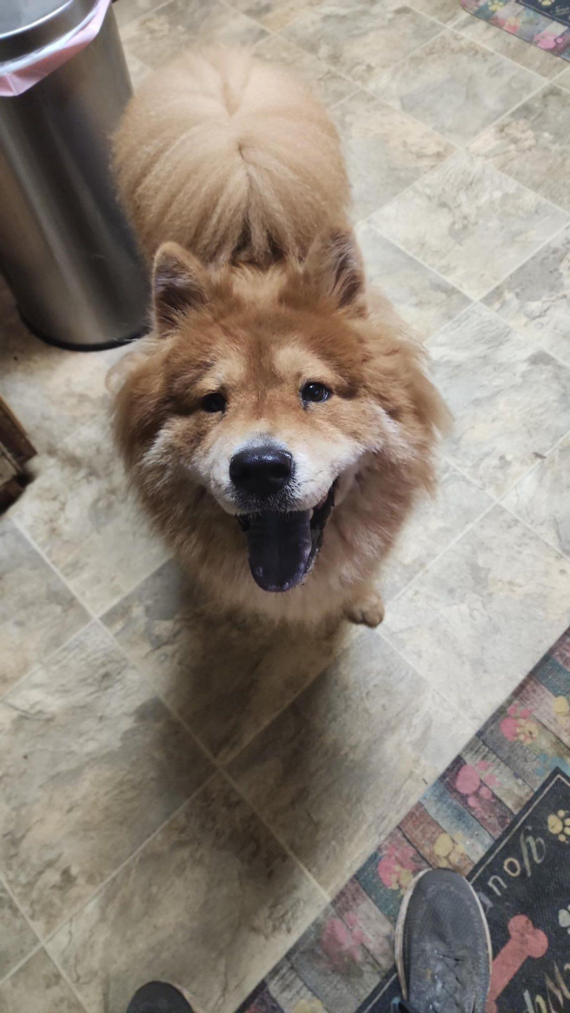Enlarge Simba, a Adoptable Chow Chow in Lakeland, FL image 1/3