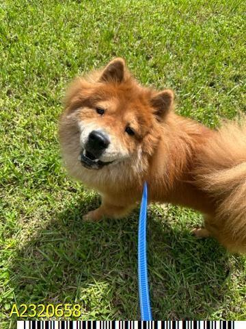 Enlarge Simba, a Adoptable Chow Chow in Lakeland, FL image 2/3