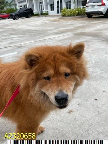 Enlarge Simba, a Adoptable Chow Chow in Lakeland, FL image 3/3