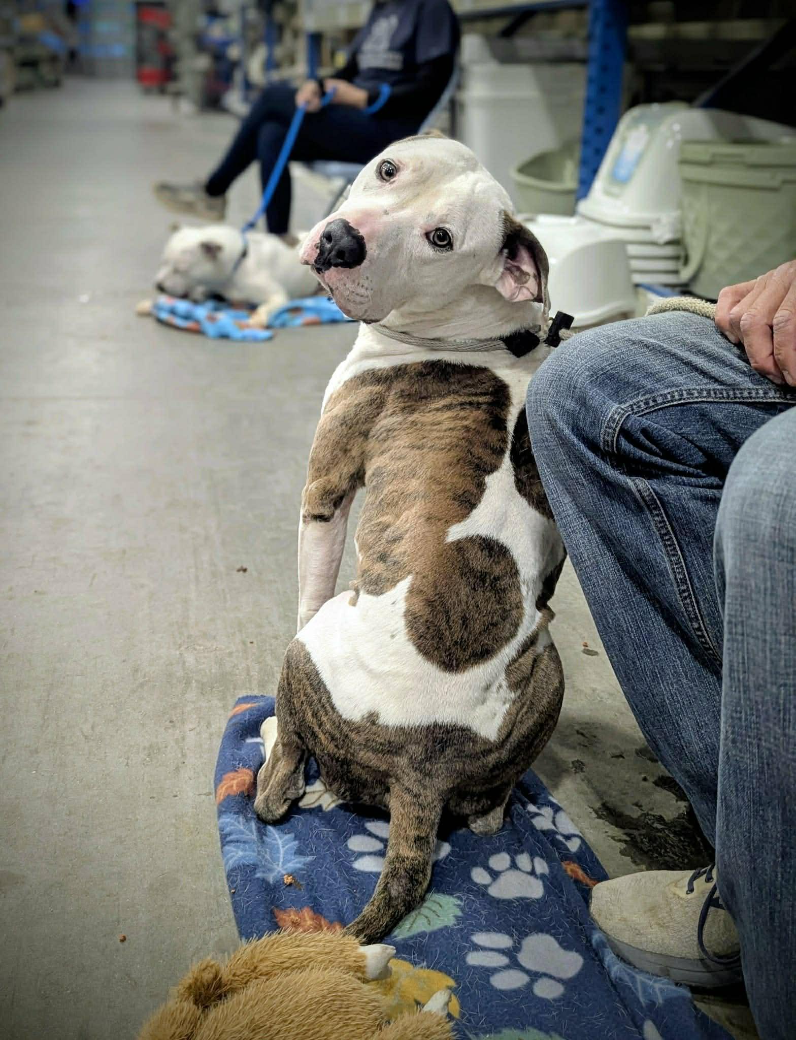 Duck, Adoptable, Adult Male Pit Bull Terrier & Mixed Breed.