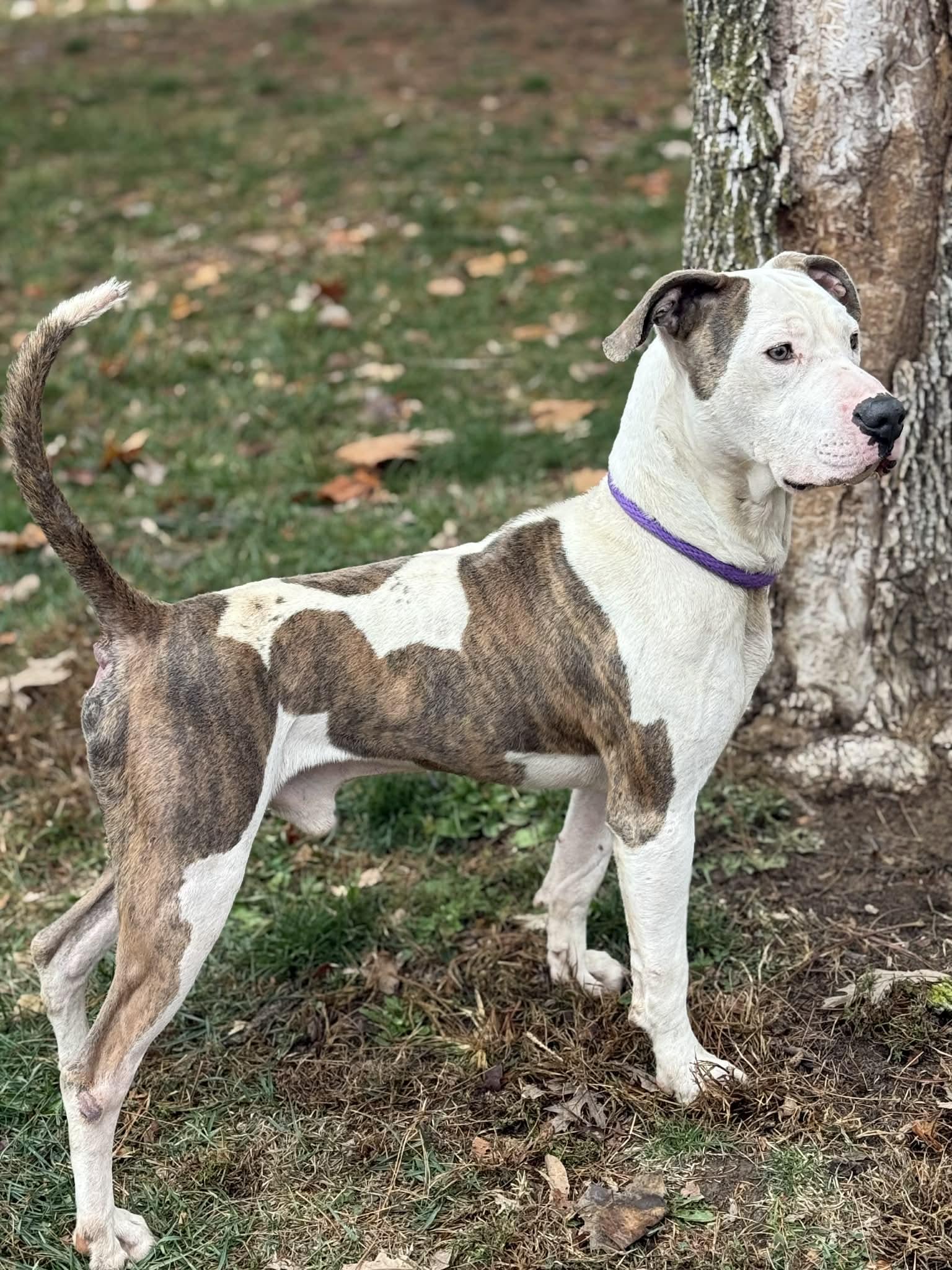 Duck, Adoptable, Adult Male Pit Bull Terrier & Mixed Breed.