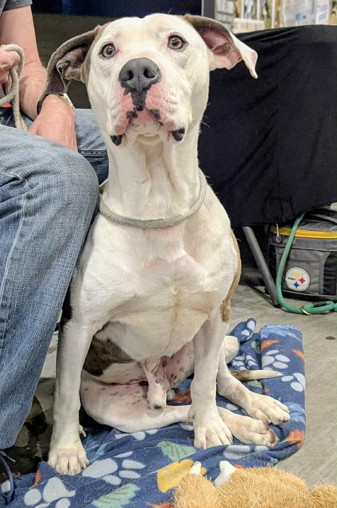 Enlarge Duck, an adopted mixed breed in Springfield, IL image 3/6