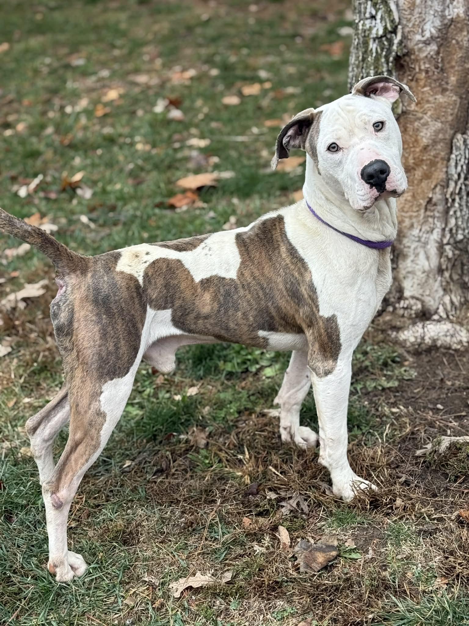 Enlarge Duck, a Adoptable mixed breed in Springfield, IL image 2/5