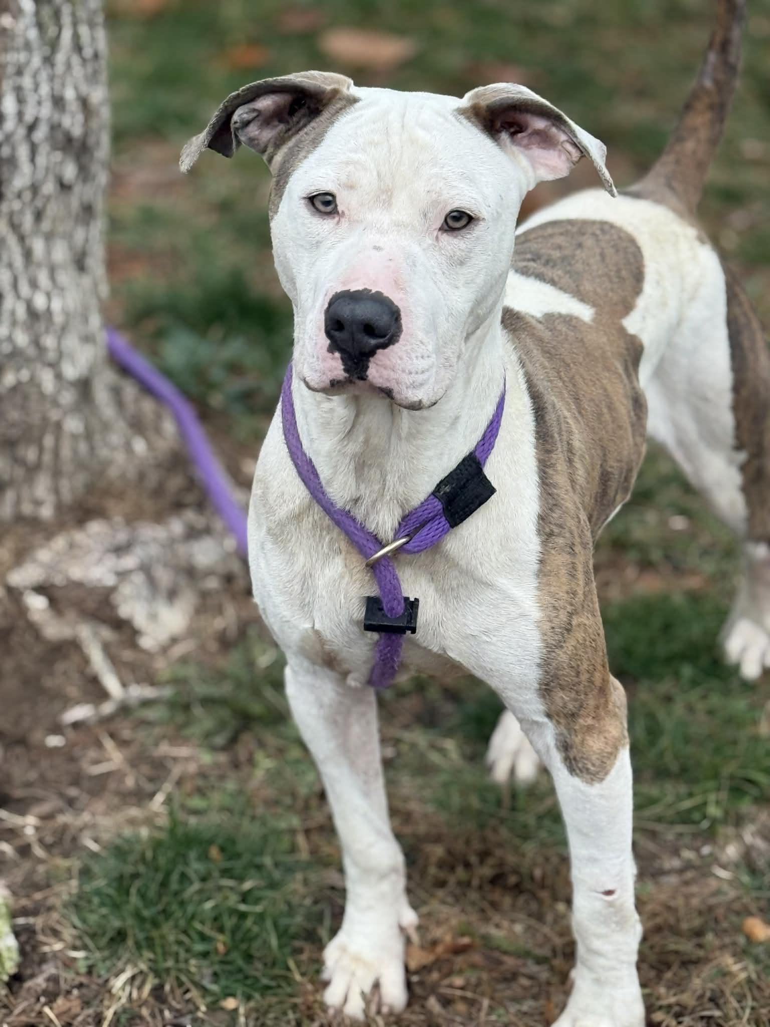 Enlarge Duck, a Adoptable mixed breed in Springfield, IL image 3/5