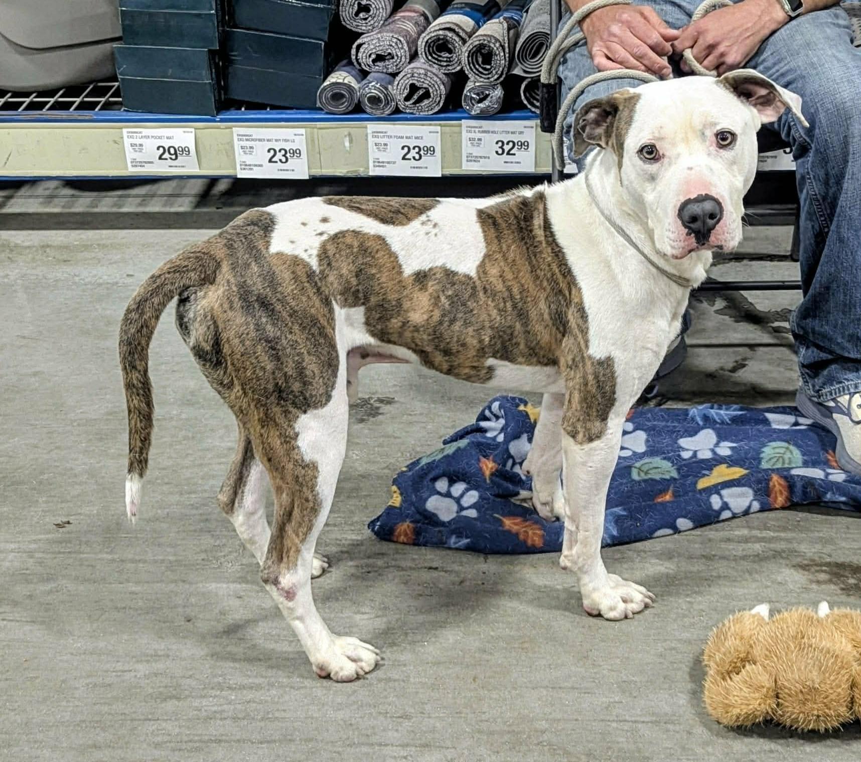 Enlarge Duck, an adopted mixed breed in Springfield, IL image 6/6