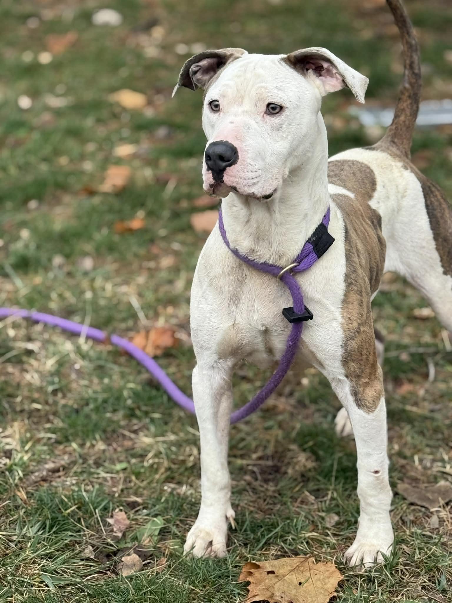 Enlarge Duck, a Adoptable mixed breed in Springfield, IL image 4/5