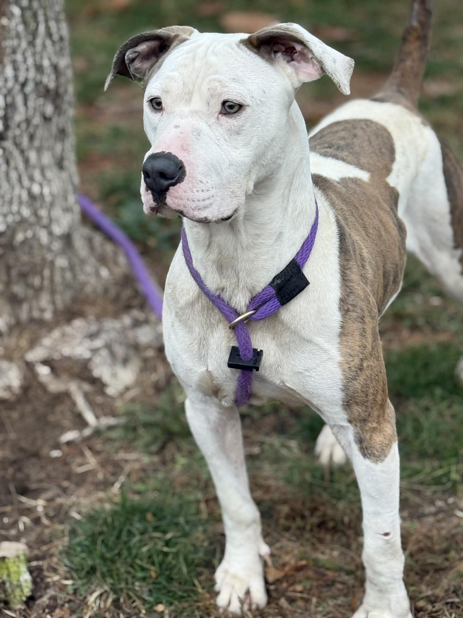 Enlarge Duck, a Adoptable mixed breed in Springfield, IL image 5/5