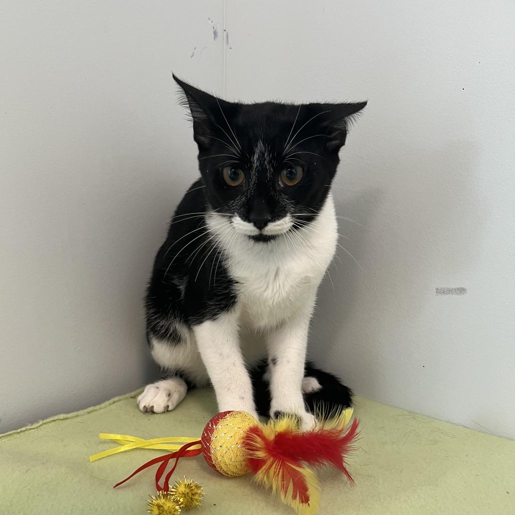 Sparkler, Adoptable, Young Male Domestic Short Hair.