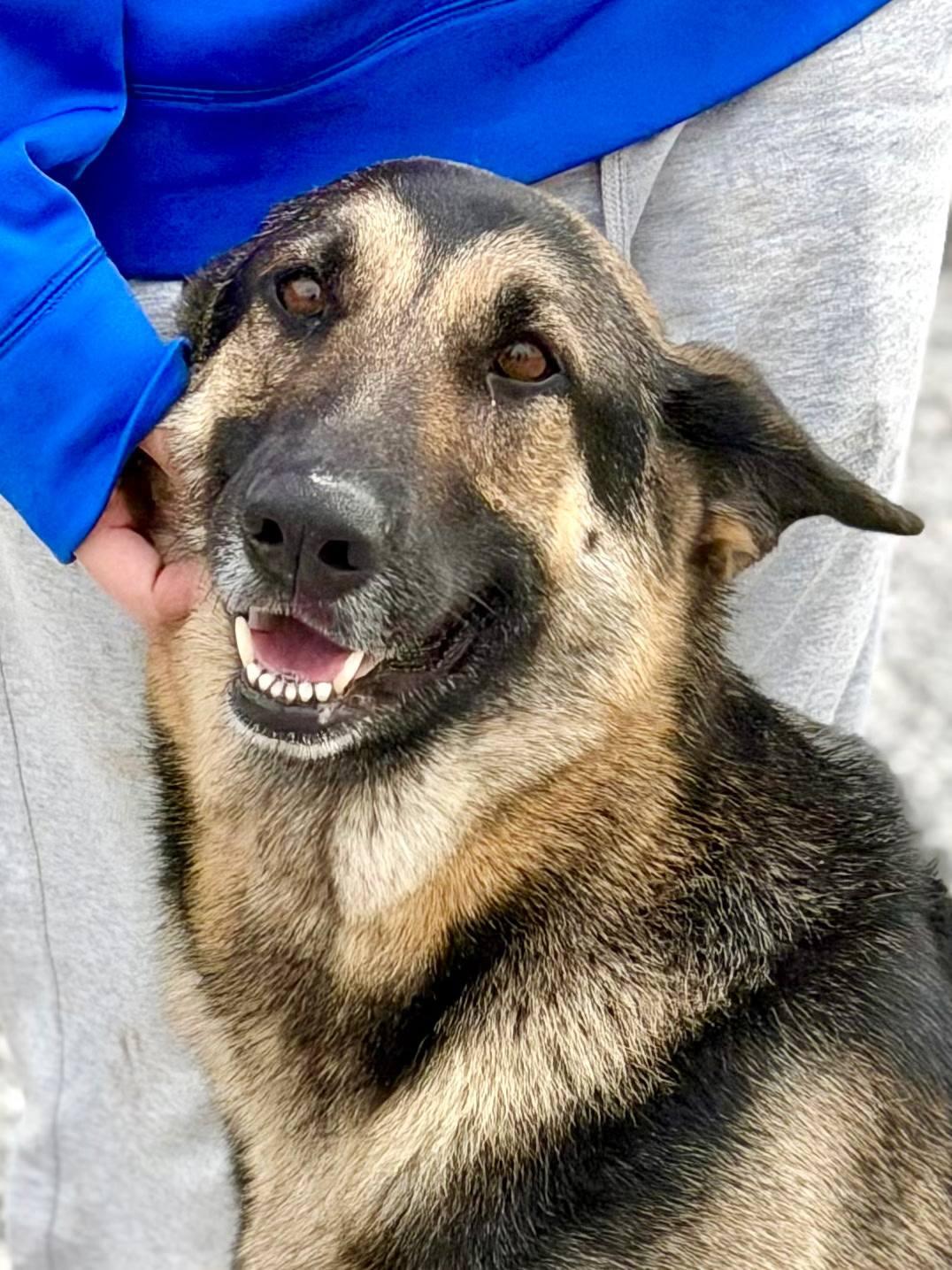 Enlarge Luna, a ADOPTABLE German Shepherd Dog in Maryville, TN image 1/5
