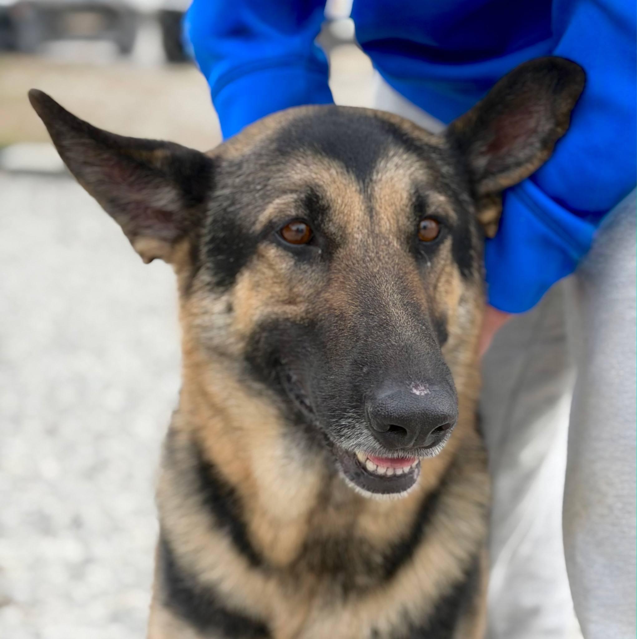 Enlarge Luna, a ADOPTABLE German Shepherd Dog in Maryville, TN image 4/5