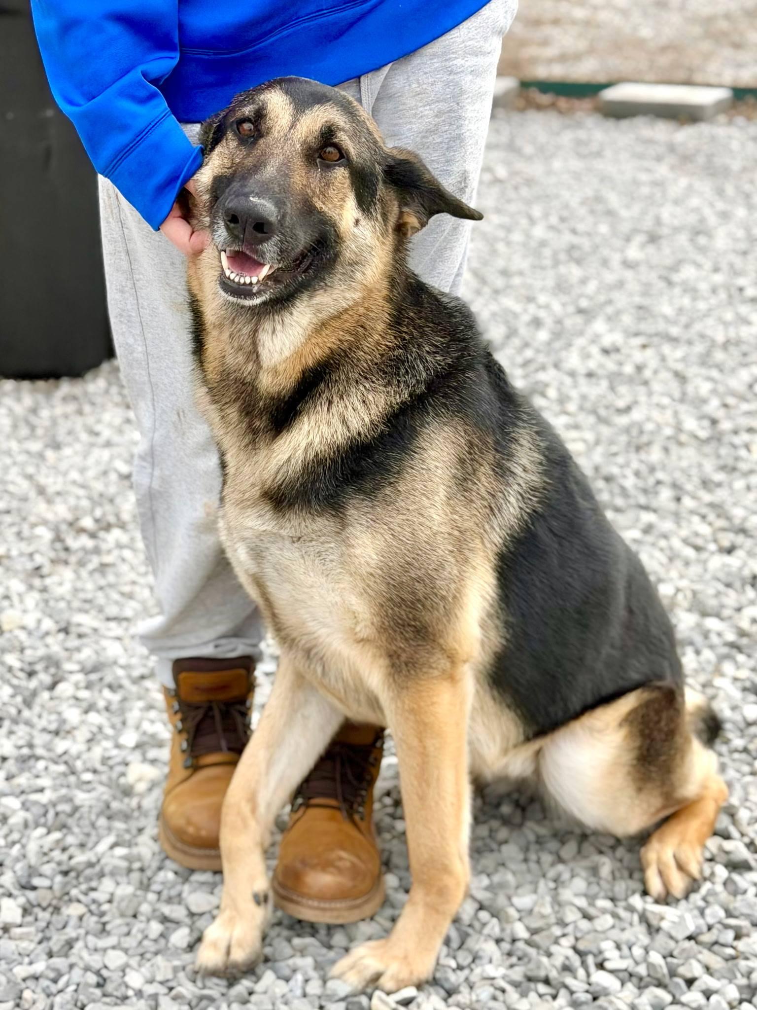 Enlarge Luna, a ADOPTABLE German Shepherd Dog in Maryville, TN image 3/5