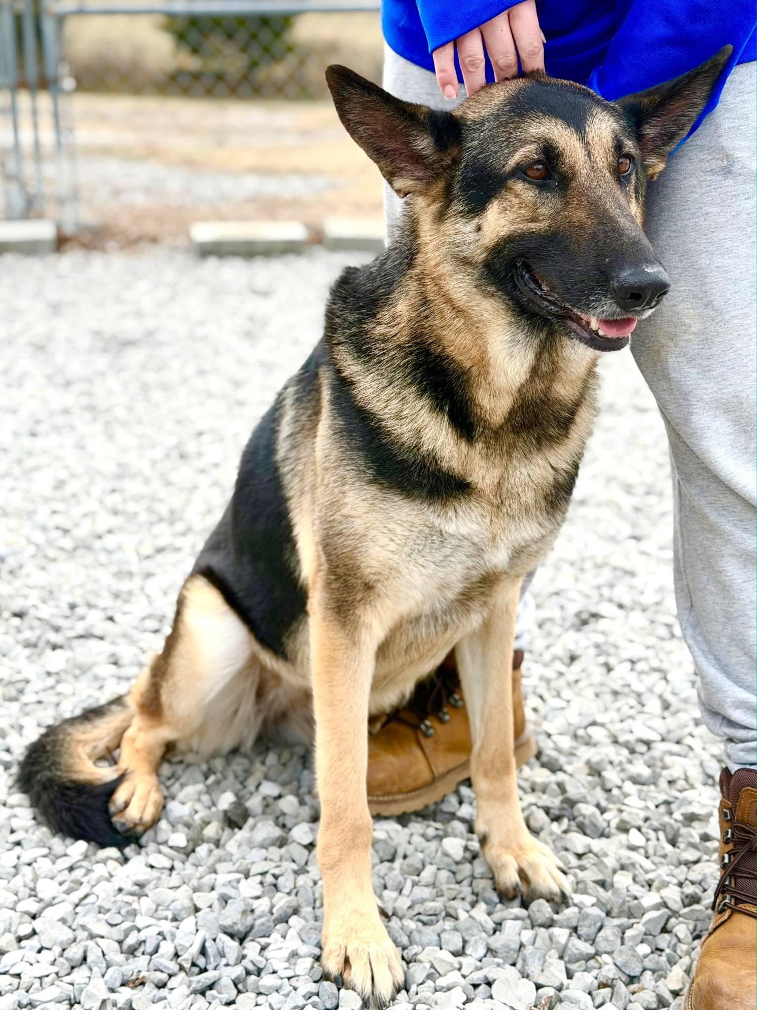 Enlarge Luna, a ADOPTABLE German Shepherd Dog in Maryville, TN image 5/5