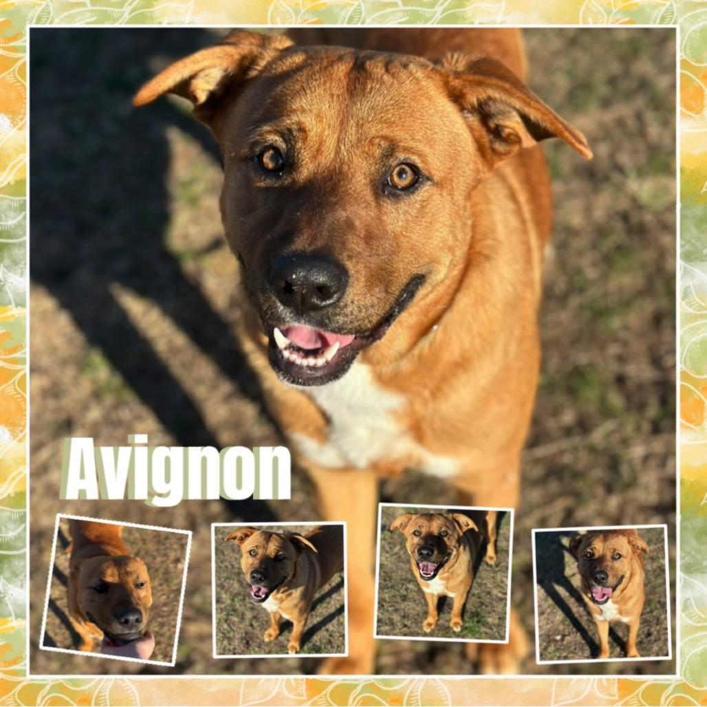 Avignon, Adoptable, Adult Male Mixed Breed.