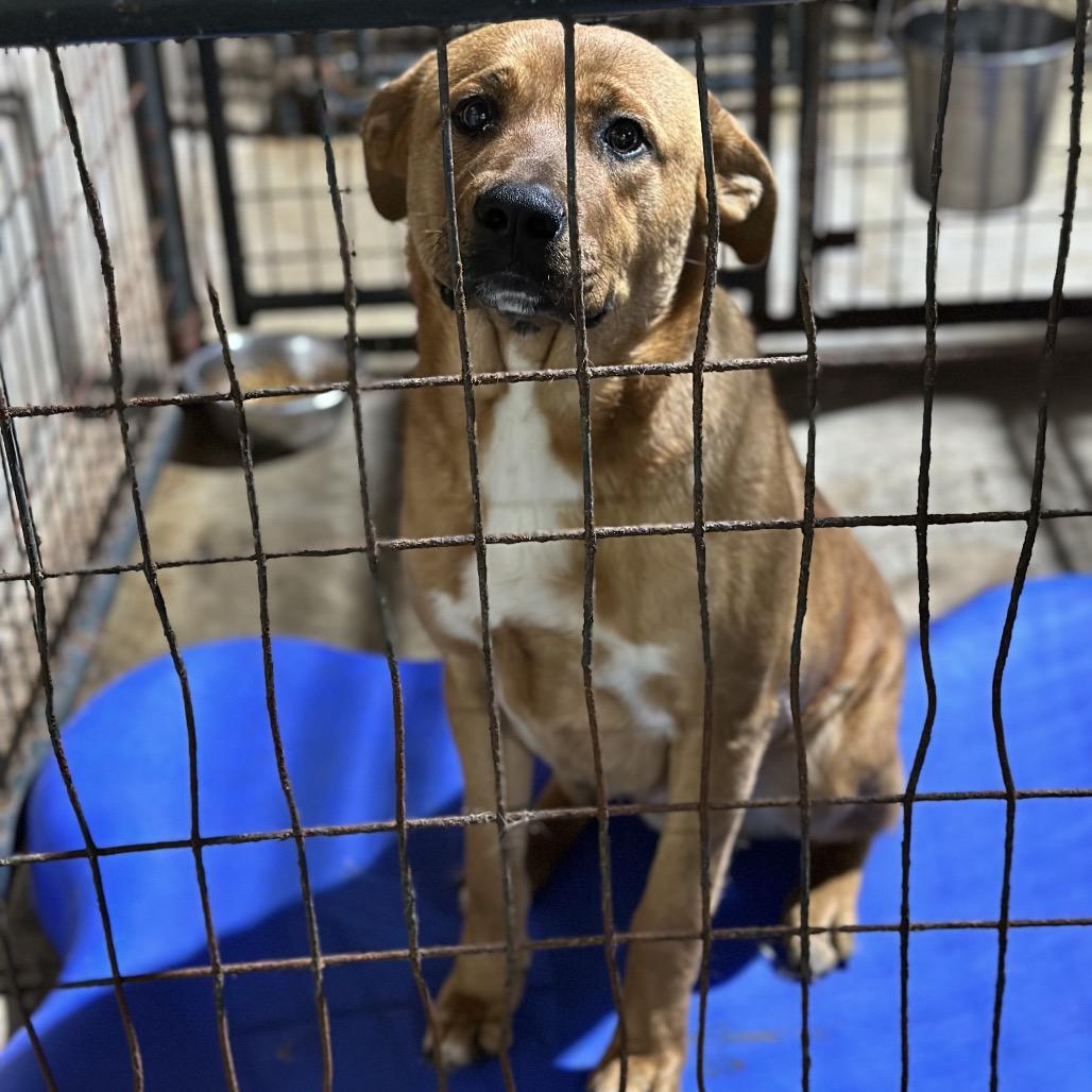 Enlarge Avignon, a Adoptable Mixed Breed in Fort Smith, AR image 2/2