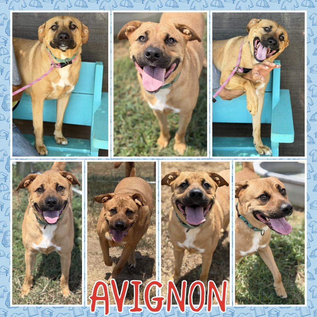Avignon, a Adoptable Mixed Breed in Fort Smith, AR image 3/3