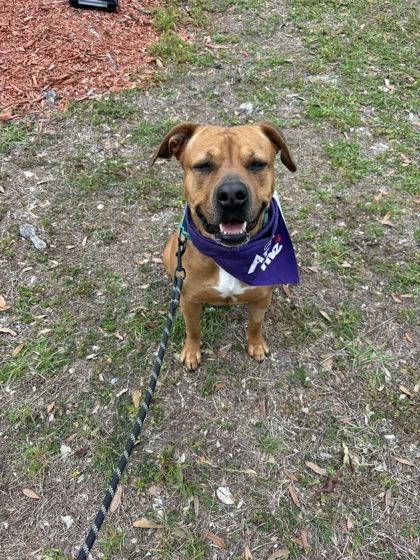 Enlarge Miami, a Adoptable mixed breed in Gainesville, FL image 1/3