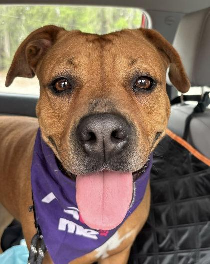 Enlarge Miami, a Adoptable mixed breed in Gainesville, FL image 2/3