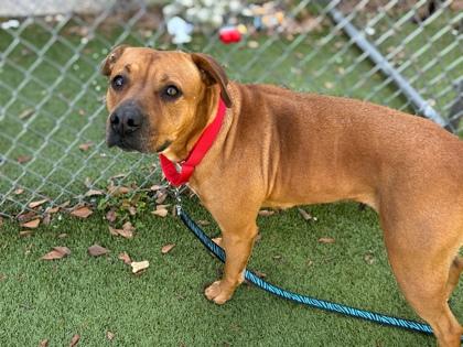 Enlarge Miami, a Adoptable mixed breed in Gainesville, FL image 1/1