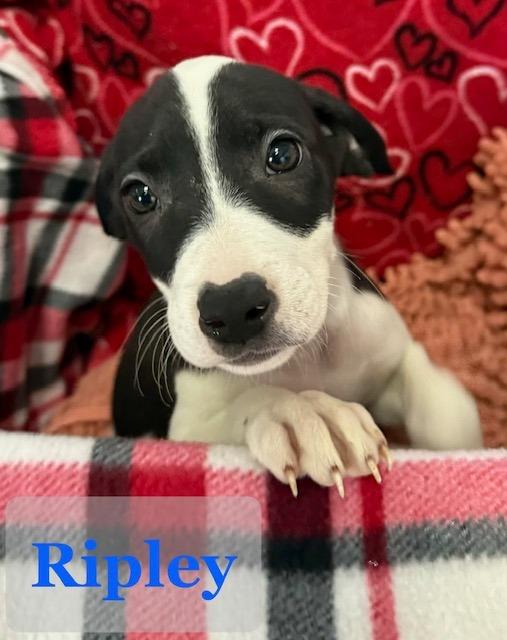 Ripley, Adoptable, Puppy Male Border Collie & Mixed Breed.