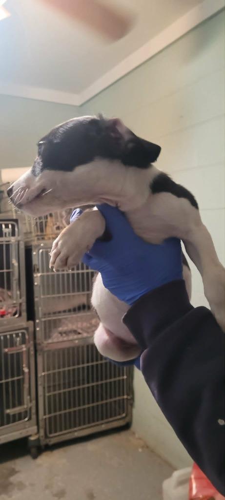 Enlarge Ripley, a Adoptable mixed breed in Archbold , OH image 2/2