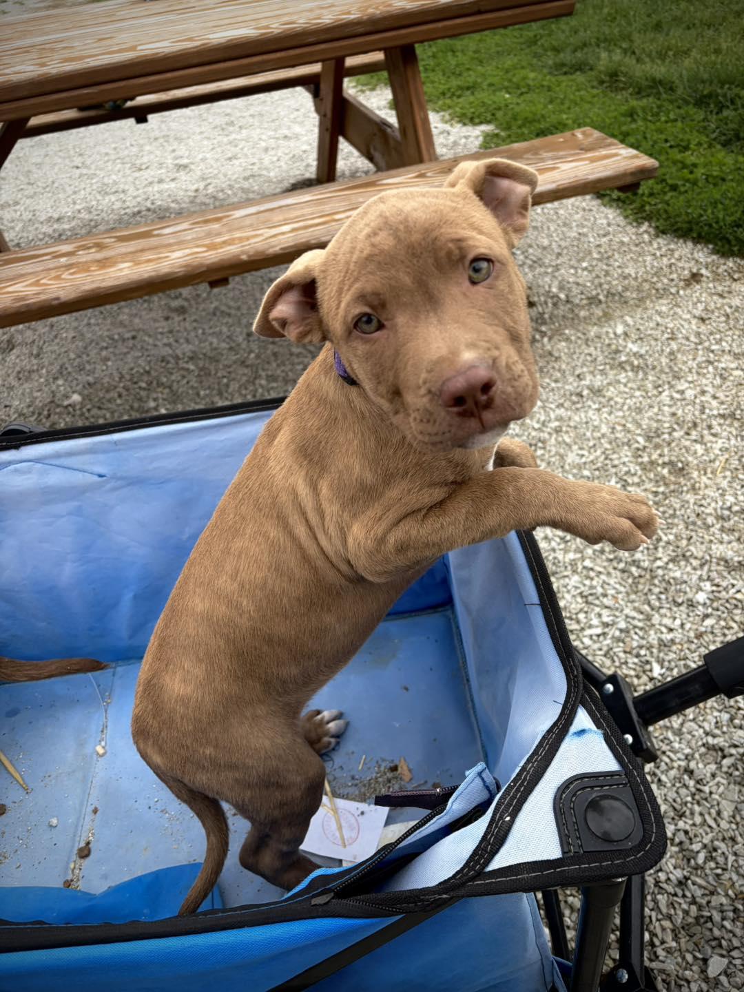 Puppies (Pinkie Pie(F), Apple Jack(F)), adopted, Puppy Female Pit Bull Terrier & Mixed Breed.