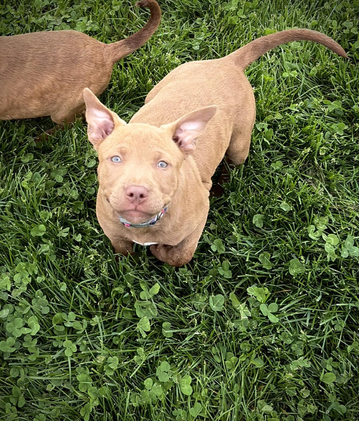 Enlarge Puppies (Pinkie Pie(F), Apple Jack(F)), an adopted mixed breed in Greensburg, IN image 2/2