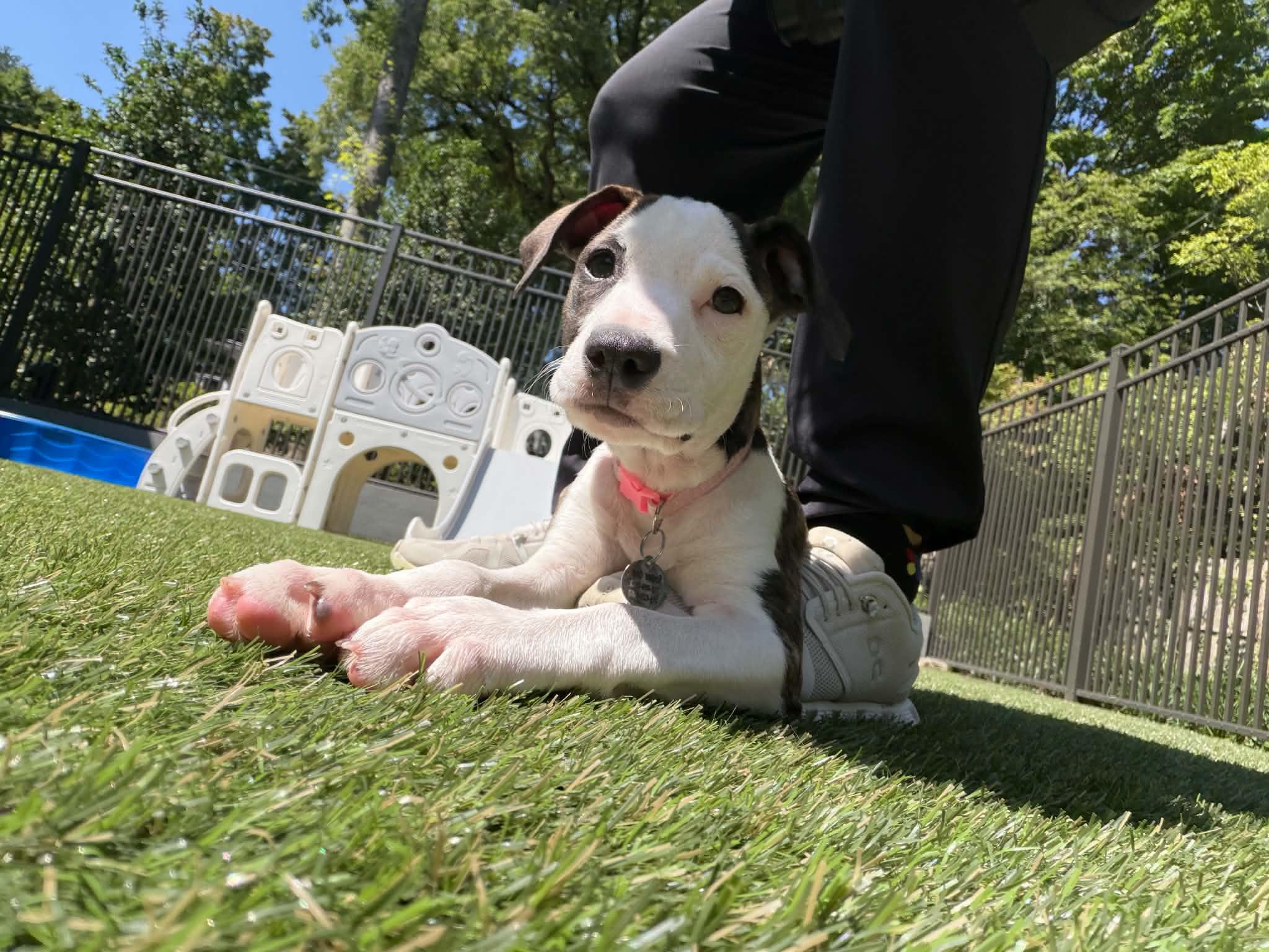 Enlarge Zena, a ADOPTABLE mixed breed in Hatfield, PA image 5/6