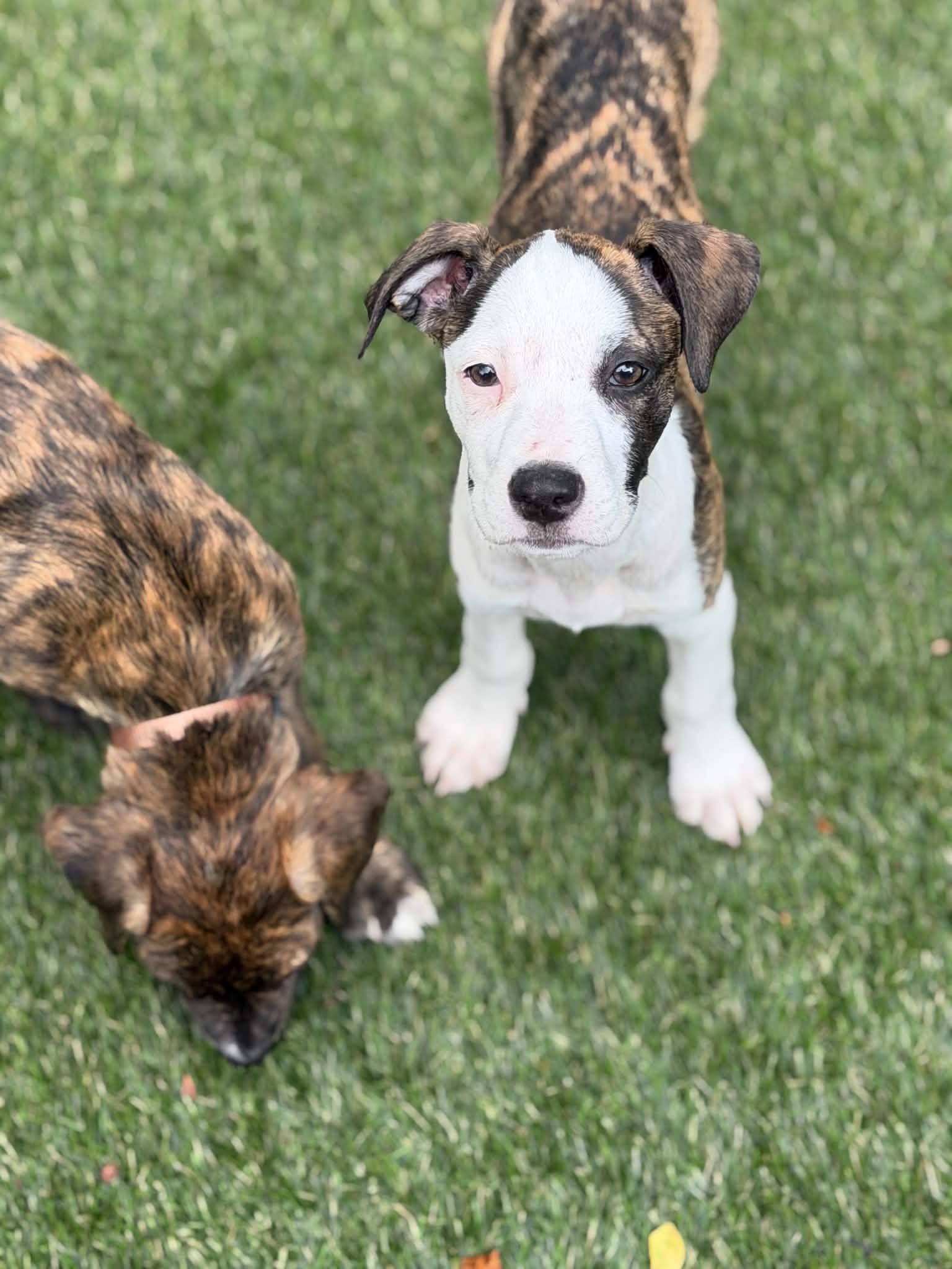 Enlarge Zena, a ADOPTABLE mixed breed in Hatfield, PA image 3/6