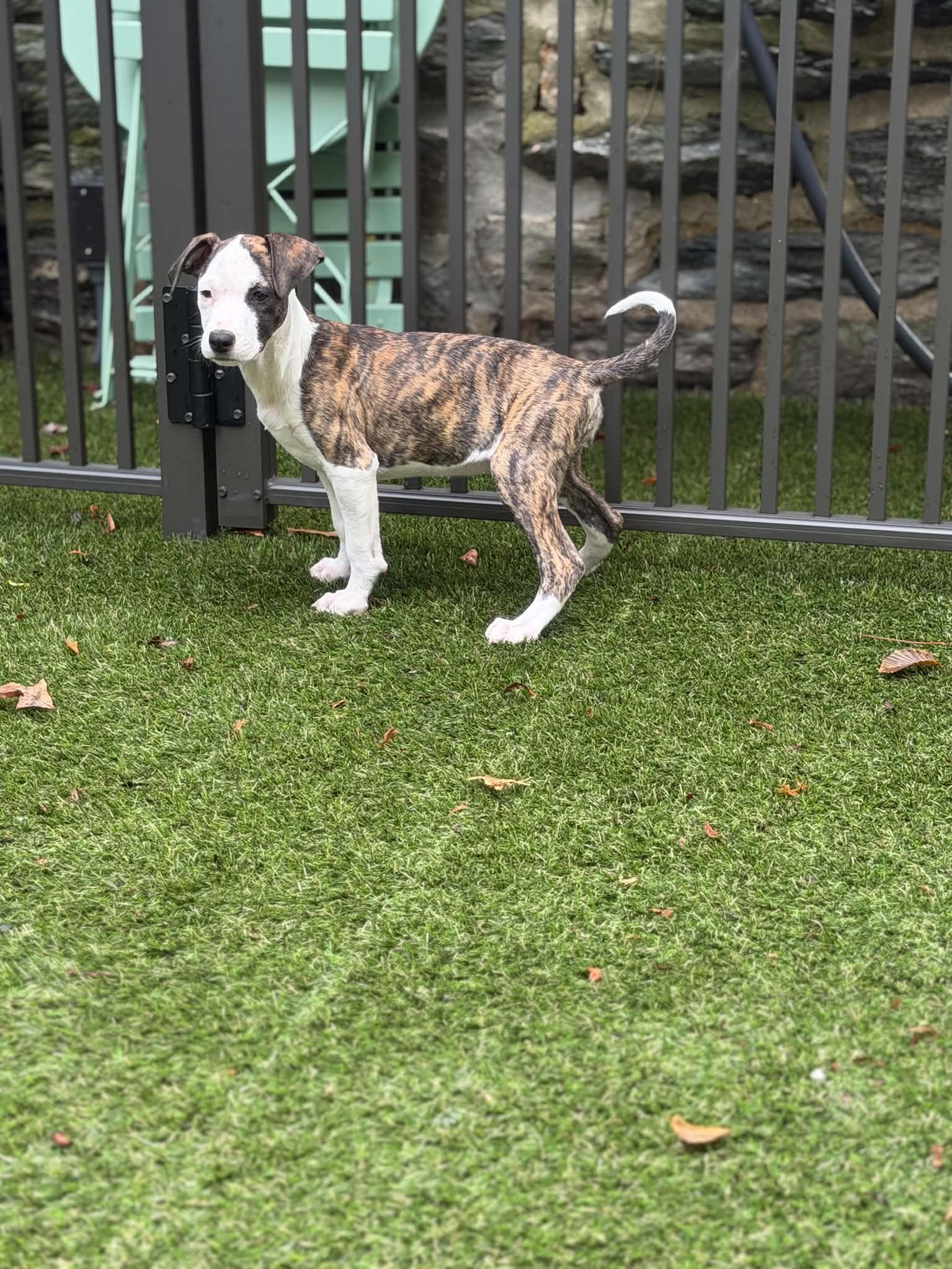 Enlarge Zena, a ADOPTABLE mixed breed in Hatfield, PA image 6/6