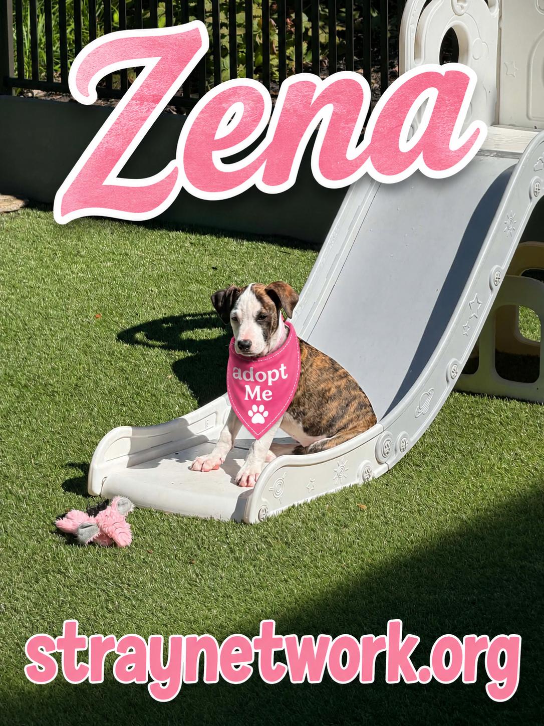 Zena, ADOPTABLE, Puppy Female American Staffordshire Terrier.