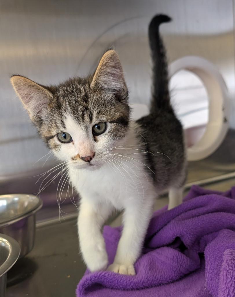 Sky, Adopted, Kitten Male Domestic Short Hair.
